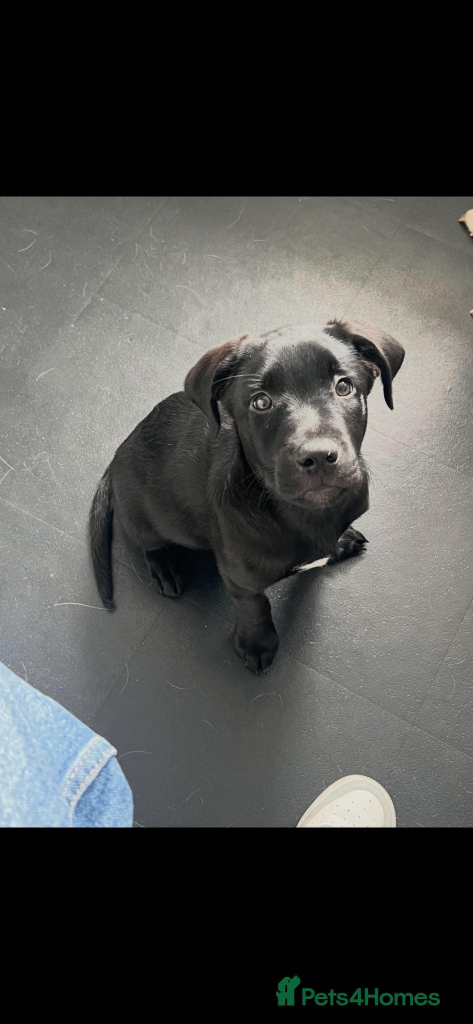 Mixed Breed dogs Gorgeous Boy Labrador / kelpie puppy LAST ONE! - Advert 18