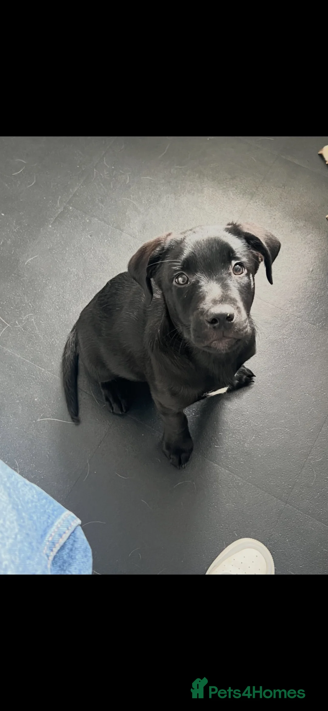 Mixed Breed dogs for sale: Gorgeous Boy Labrador / kelpie puppy LAST ONE! - Advert 1