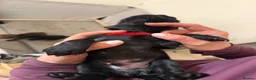 Cocker Spaniel dogs for sale: 3 working Cocker spaniel puppies  - Advert 9