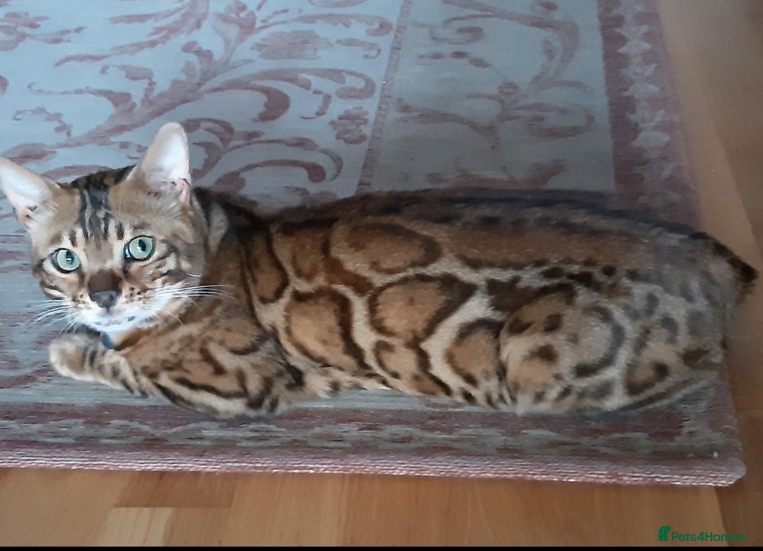 Bengal cats for sale: Full Pedigree Bengal boy - Image 2
