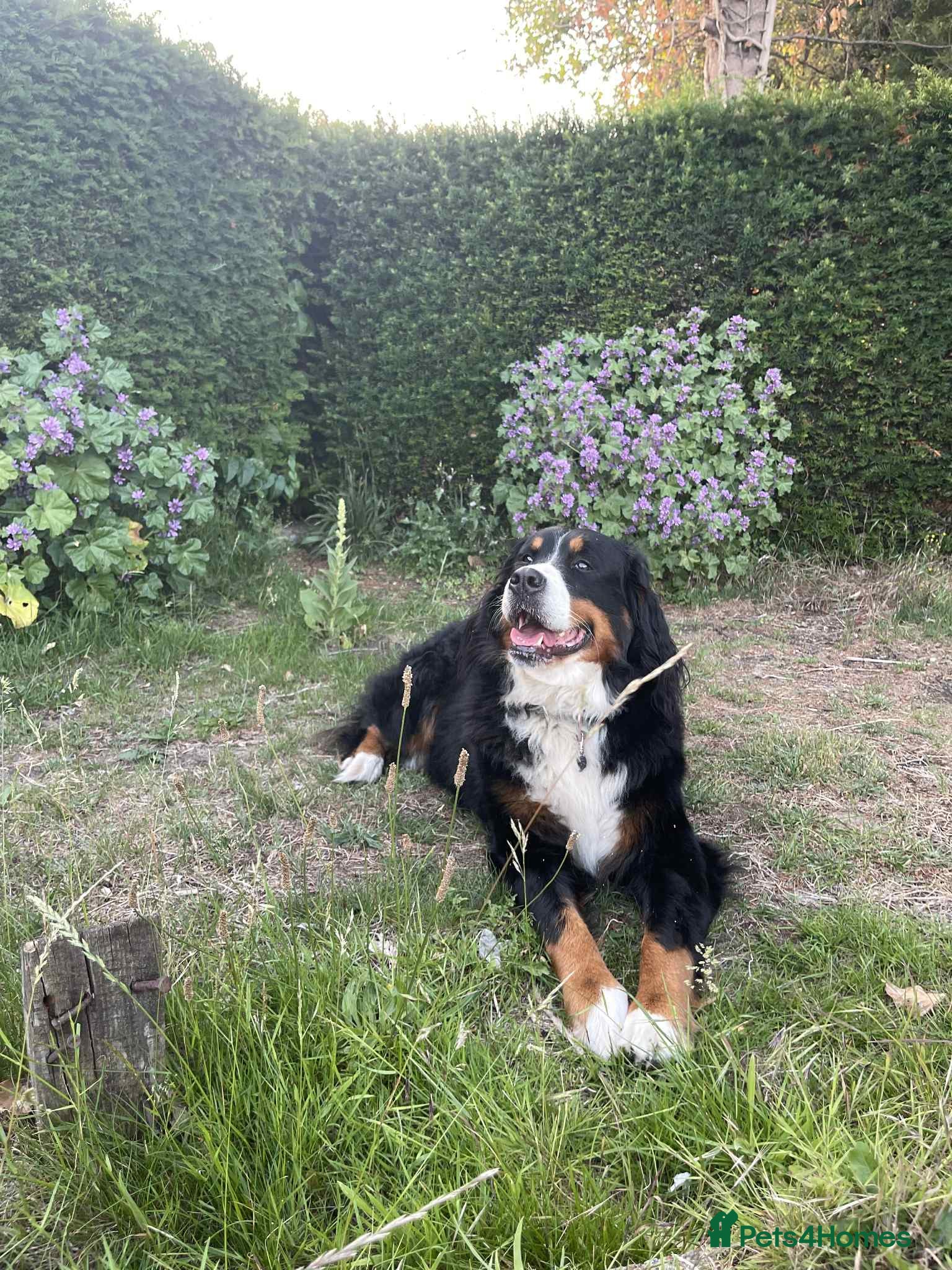 Bernese Mountain Dog dogs Looking for Her Forever Home - Advert 15