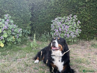 Bernese Mountain Dog dogs Looking for Her Forever Home - Advert 16
