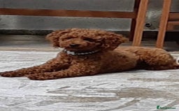 Schnoodle dogs for sale: Schnoodle puppies  - Advert 13