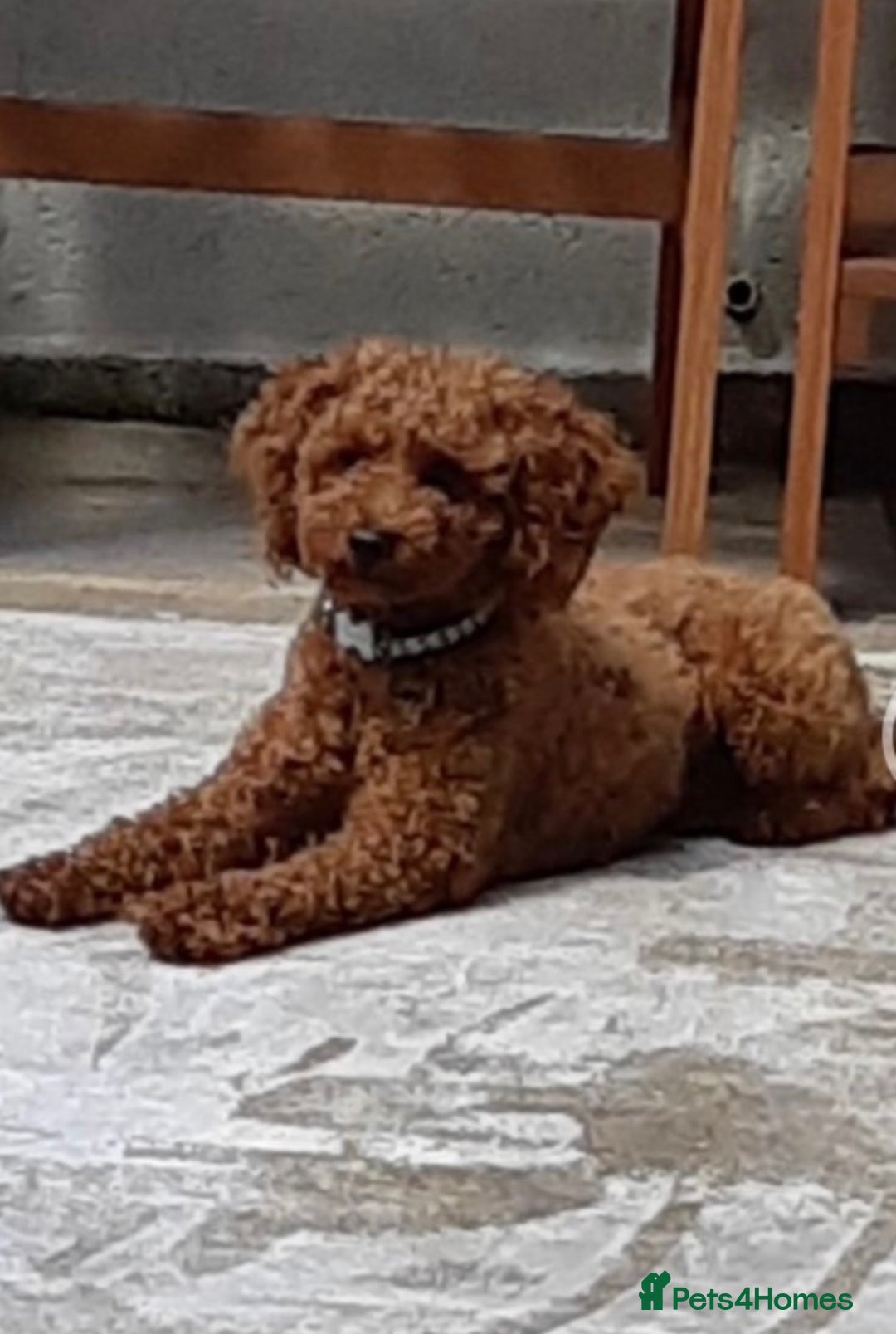 Schnoodle dogs for sale: Schnoodle puppies  - Advert 13