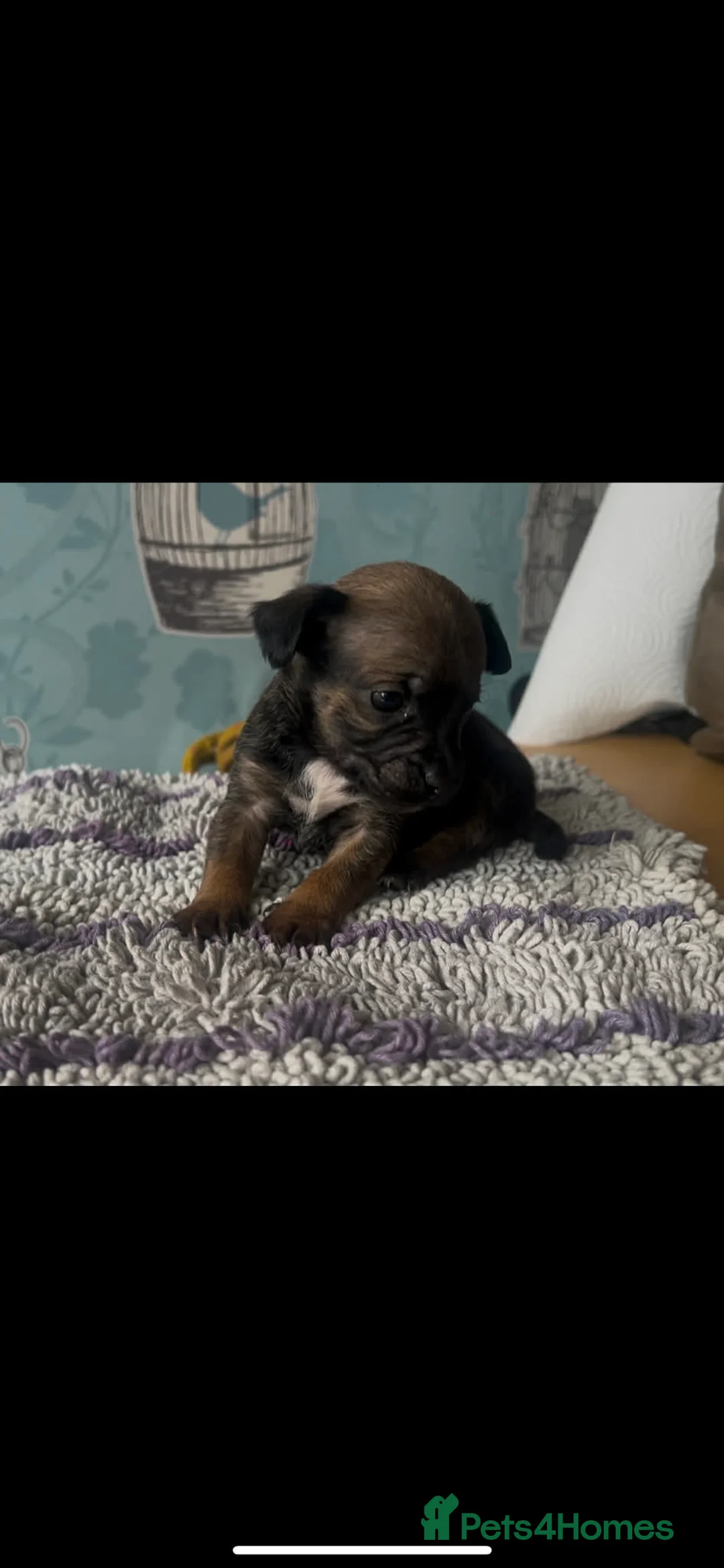 Mixed Breed dogs for sale: 5 cockapoo x chihuahua puppies - Advert 5