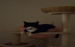 Brazilian Shorthair cats for sale: Tuxedo cat  - Image 6