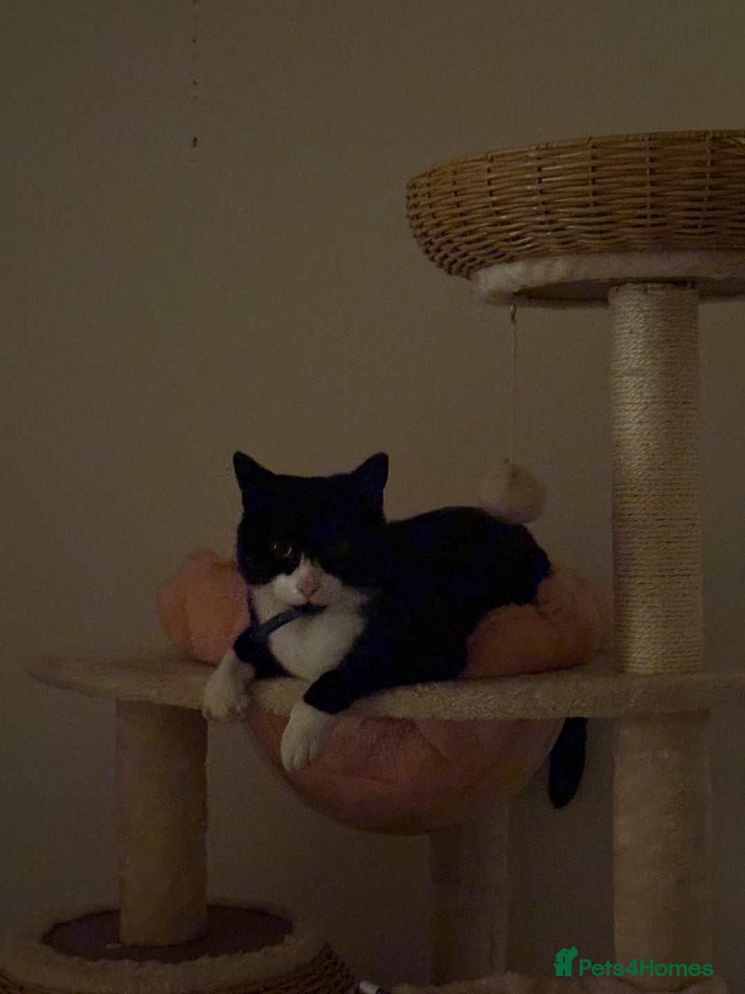 Brazilian Shorthair cats for sale: Tuxedo cat  - Image 6