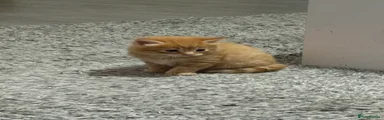 Mixed Breed Kitten 5
