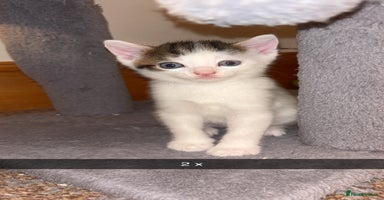 Domestic Shorthair cats - Advert 6