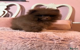 Pomeranian dogs for sale: Quality Chocolate Small Chocolate Teddy Bear - Image 6
