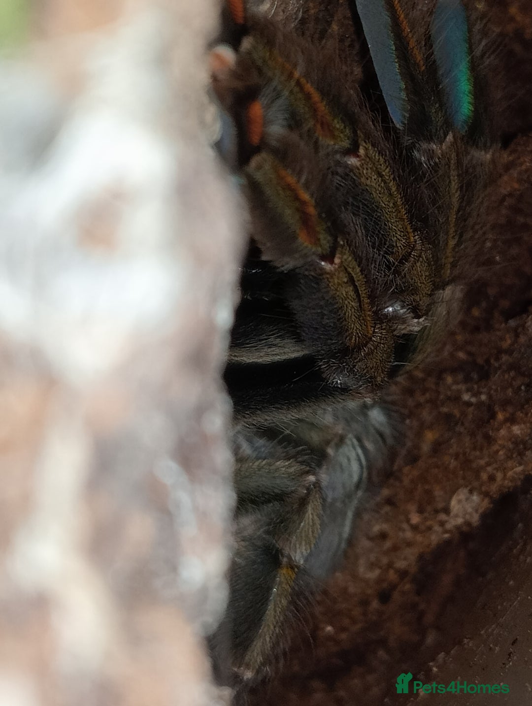 Tarantulas invertebrates for sale: Psalmopoeus Cambridgei Adult Female  - Image 2