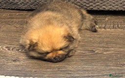 Pomeranian dogs for sale: Two little boys - Image 4