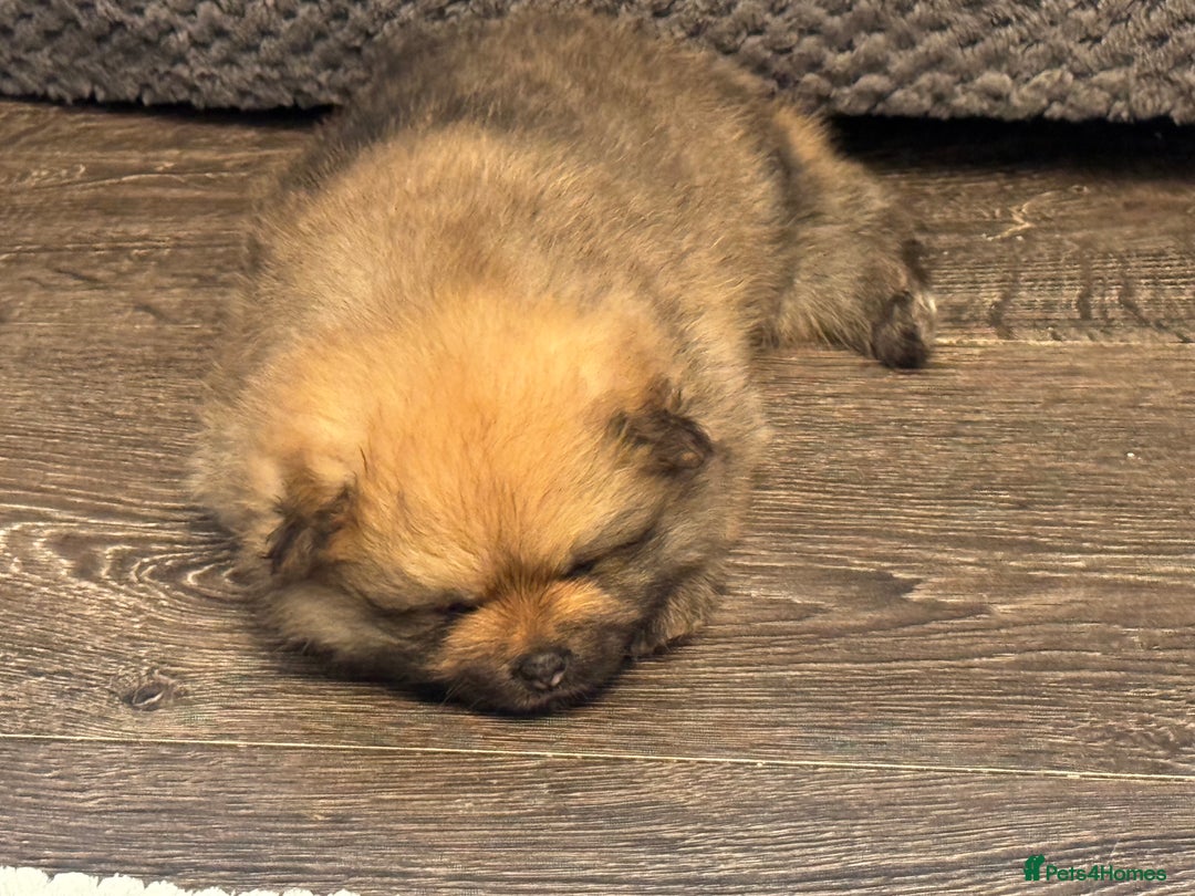 Pomeranian dogs for sale: Two little boys - Image 4
