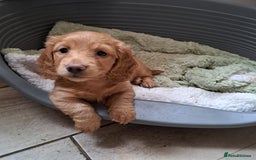 Miniature Dachshund dogs for sale: 3 Cute Longhaired Mini Dachshunds Pedigree - Image 18