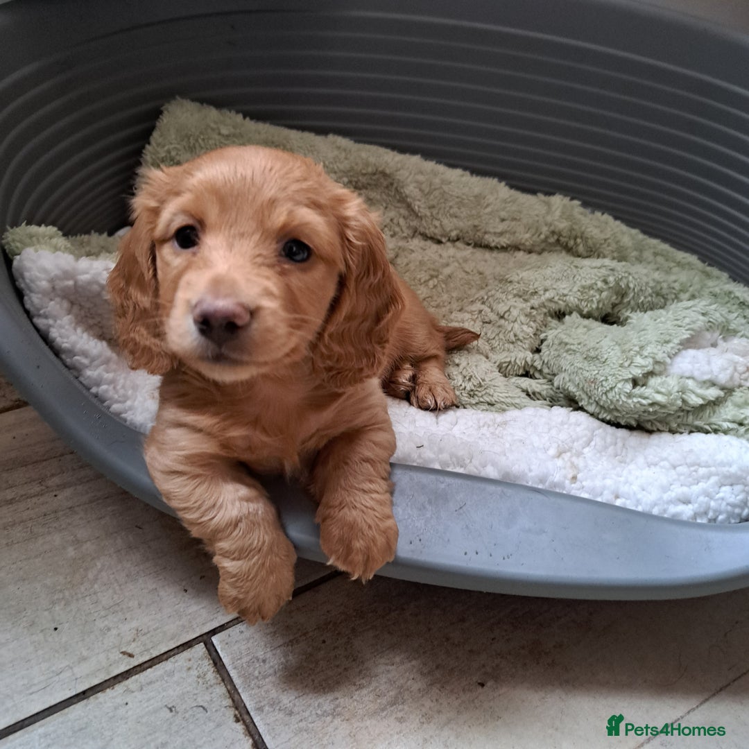 Miniature Dachshund dogs for sale: 3 Cute Longhaired Mini Dachshunds Pedigree - Image 18