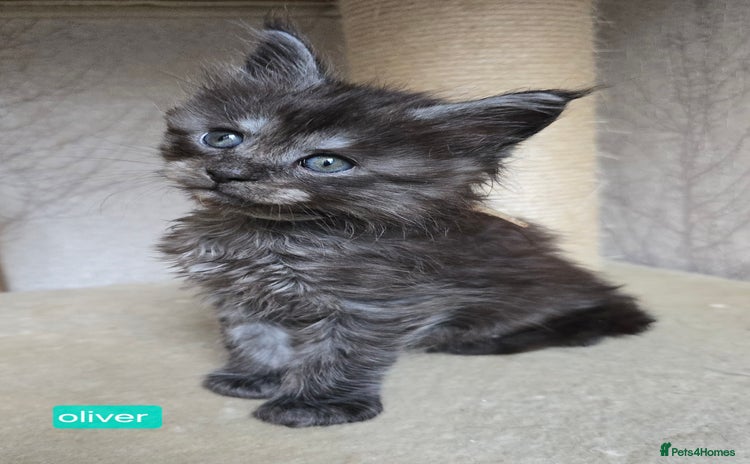 Maine Coon cats - Advert 4