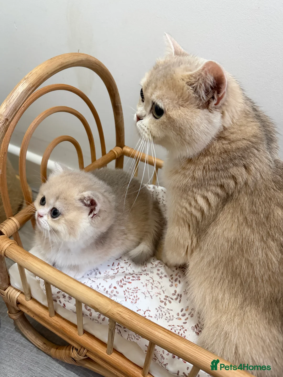 British Shorthair cats for sale: Golden Blue British Shorthair kittens - Advert 28