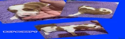 Australian Labradoodle dogs for sale: Fully health tested Australian Labradoodle puppies - Advert 14