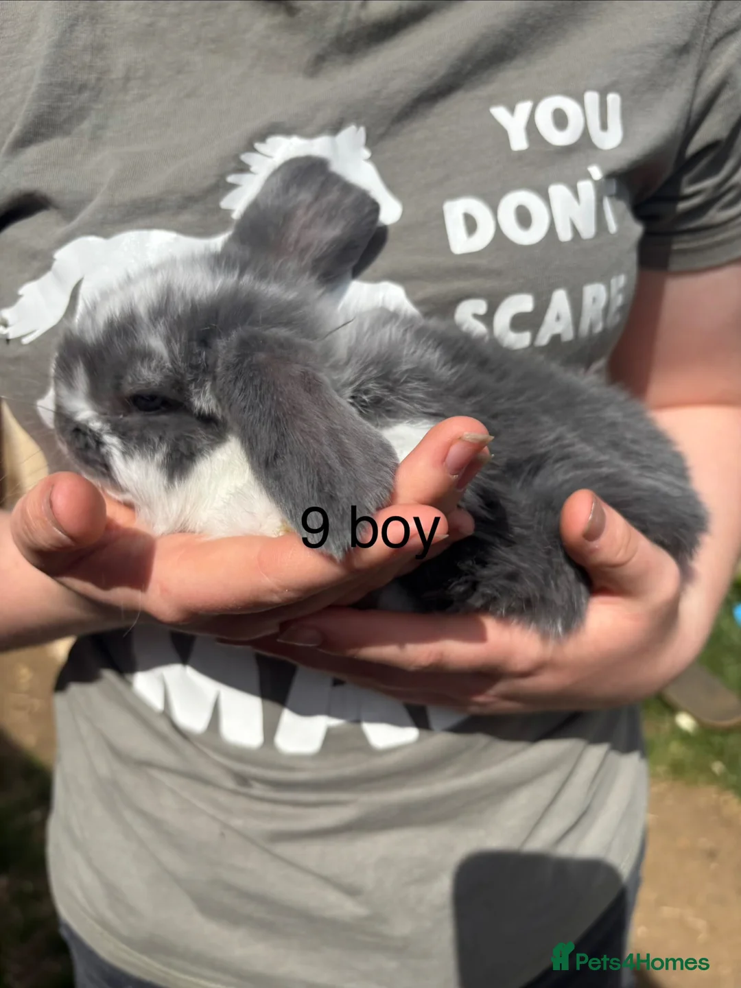 French Lop rabbits for sale: Beautiful French lops - Advert 9