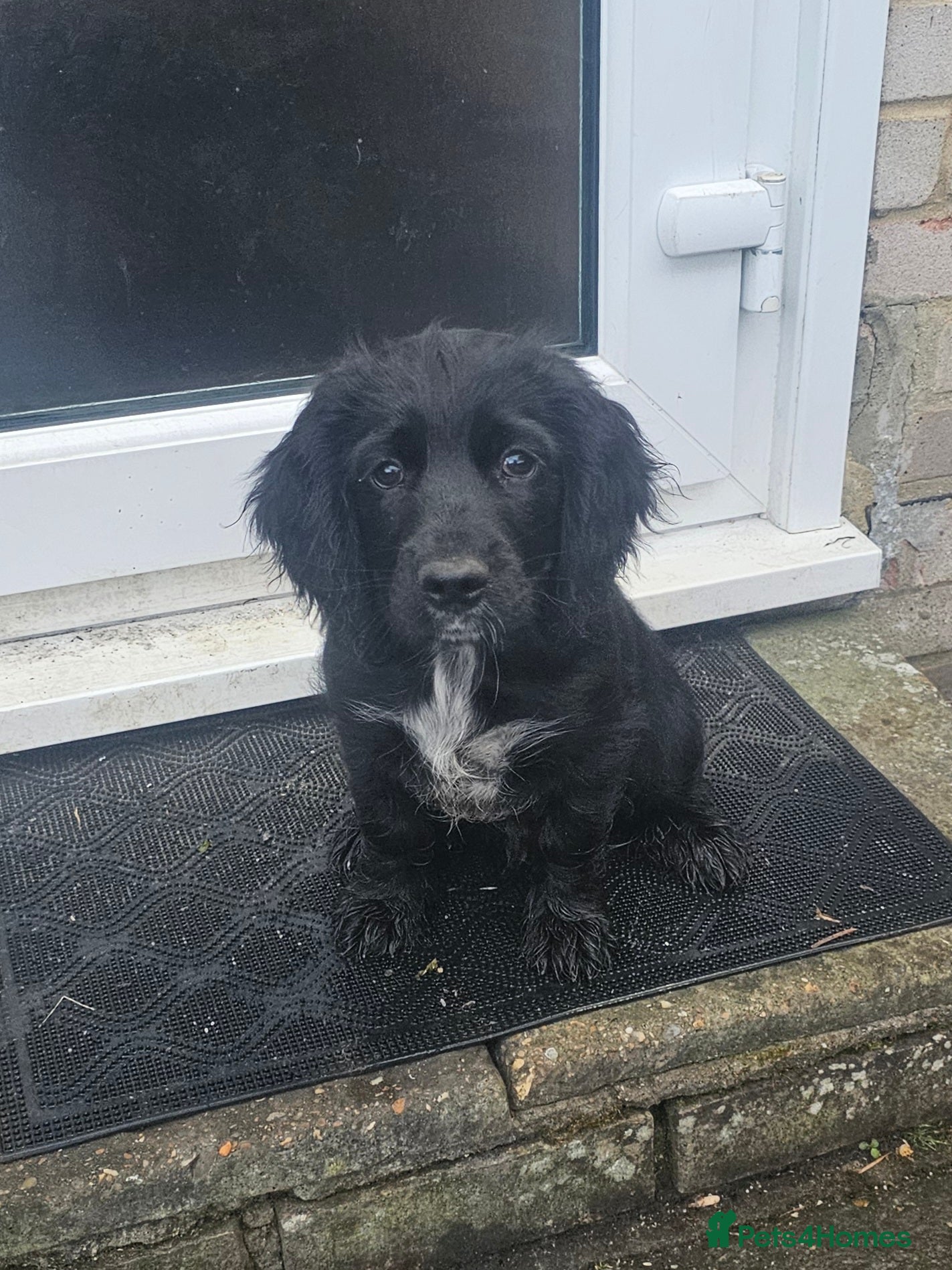 Mixed Breed dogs Cocker/Springer mix  - Advert 12