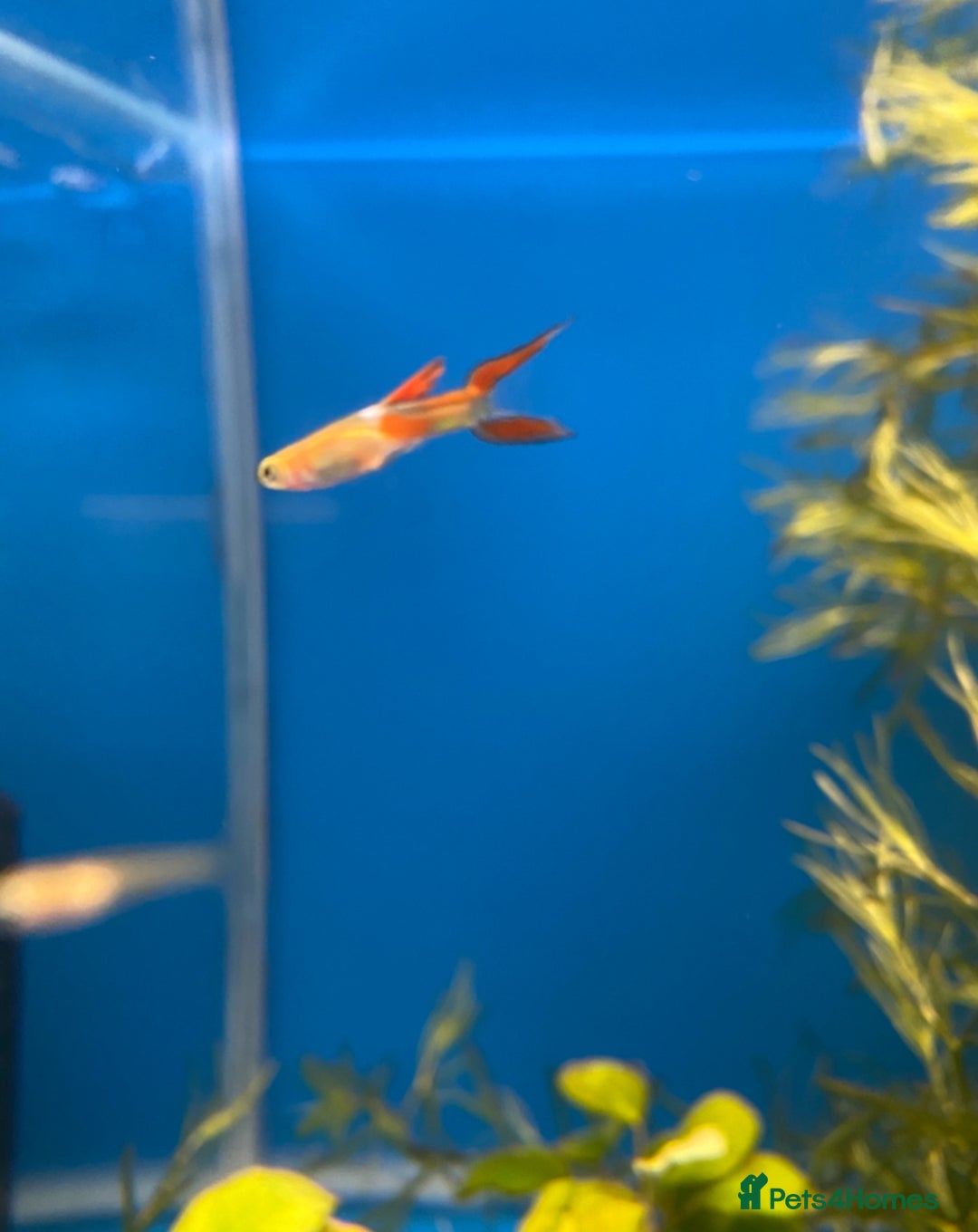 Other/Mixed Breed fish for sale: Plec’s, Angel Fish and Shrimp for sale  - Advert 9