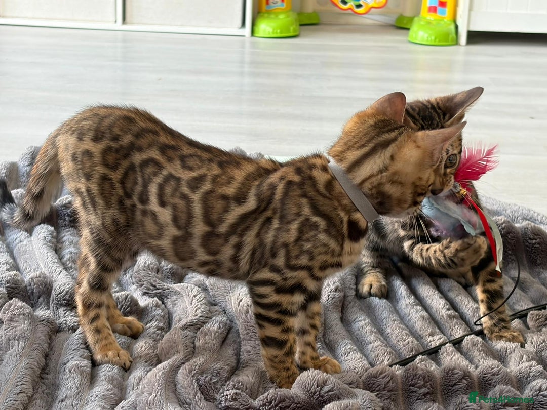 Bengal cats for sale: 12 Bengal Cubs Ready for Their Forever Home - Image 4