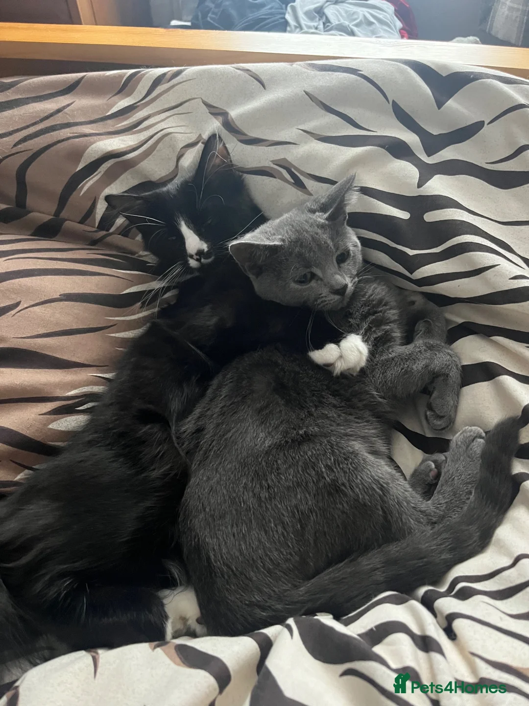 Mixed Breed cats for sale: Loving Forever Home Wanted for Our Beautiful cats - Advert 2
