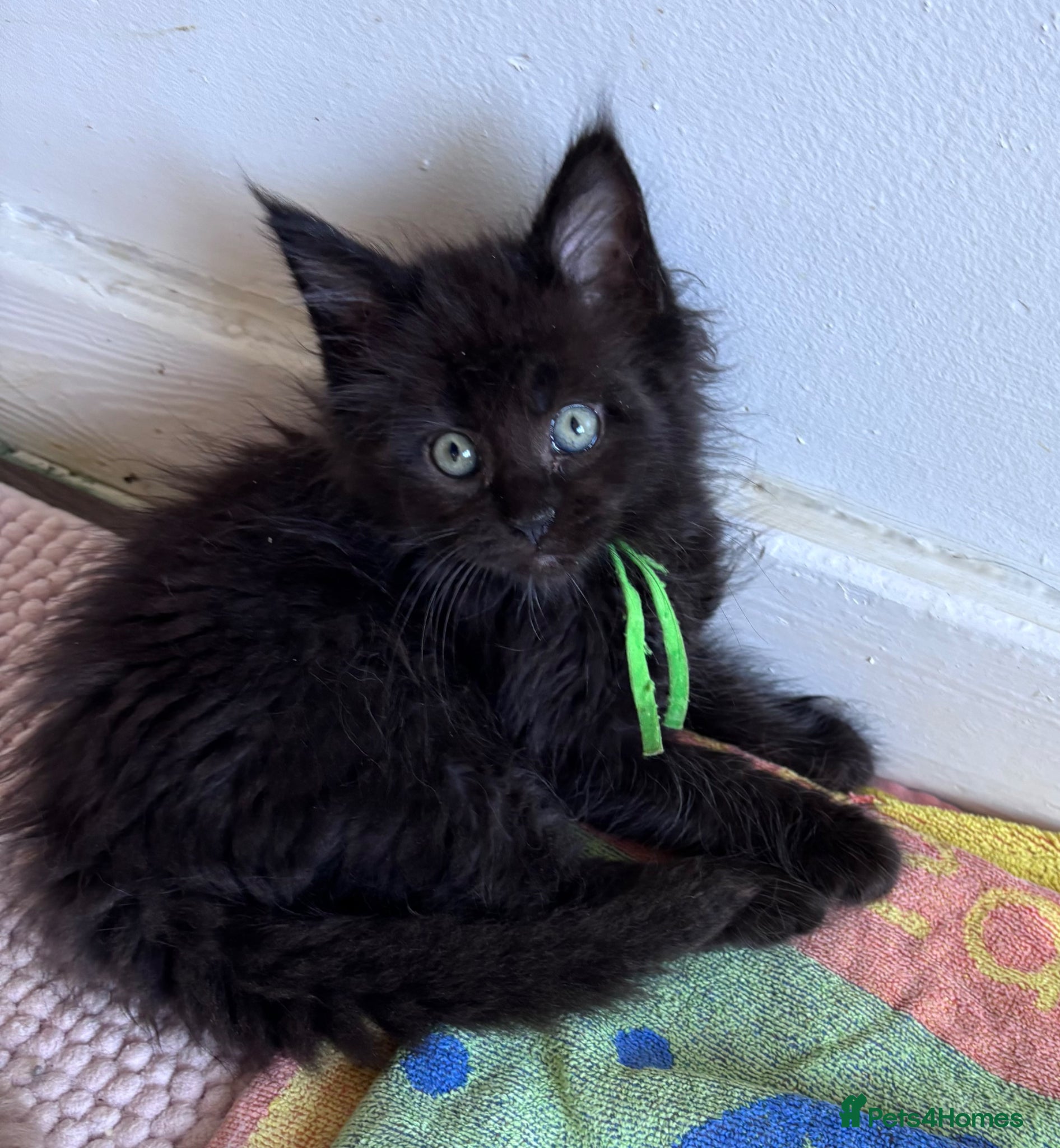 Maine Coon cats Beautiful Maine Coon Kittens Black Smoke&Cream  - Advert 13