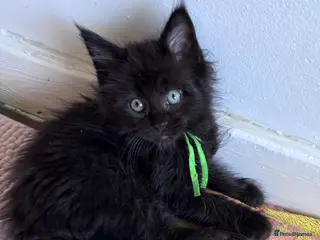 Maine Coon cats Beautiful Maine Coon Kittens Black Smoke&Cream - Advert 13