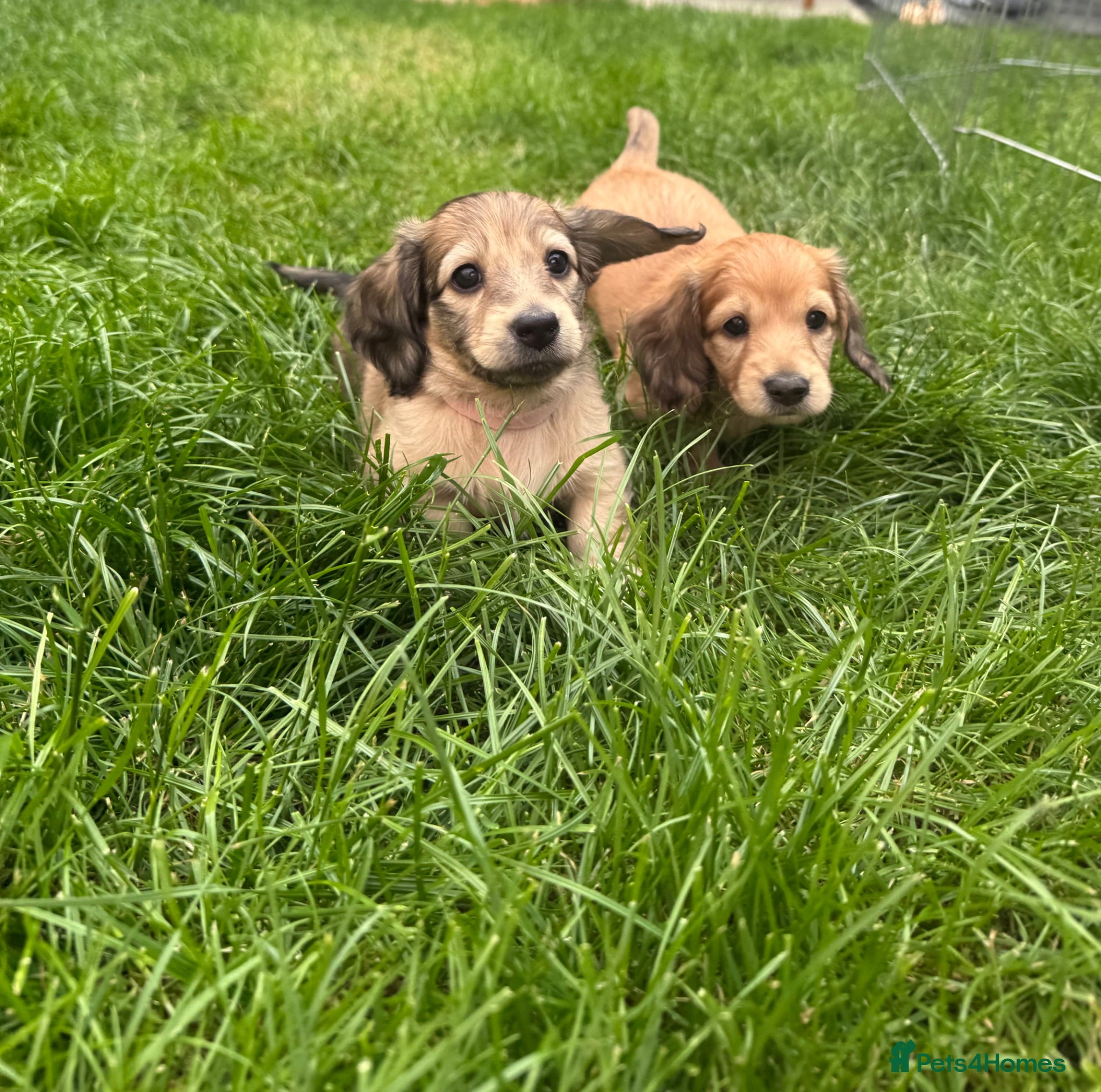 Miniature Dachshund dogs 🐶    KC Miniature Shaded Cream Dachshund Pups  🐶 - Advert 16
