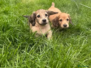 Miniature Dachshund dogs 🐶 KC Miniature Shaded Cream Dachshund Pups 🐶 - Advert 1