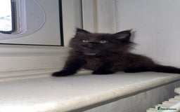 Maine Coon cats for sale:  maincoons  - Image 3
