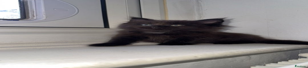 Maine Coon Kitten 1