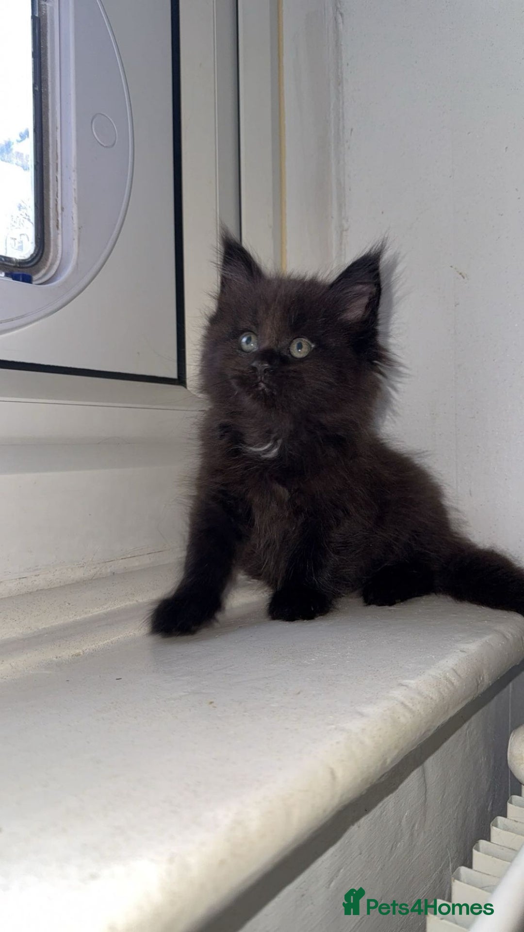 Maine Coon cats for sale:  maincoons  - Image 3