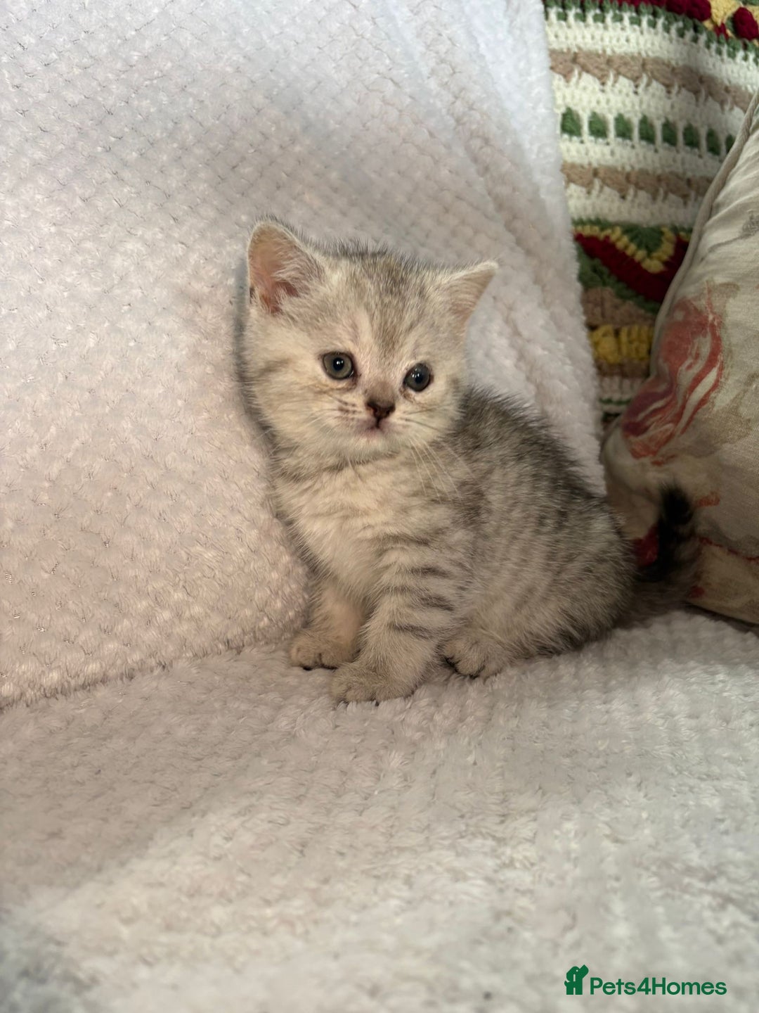 British Shorthair cats for sale: Gorgeous British shorthair kittens  - Advert 17