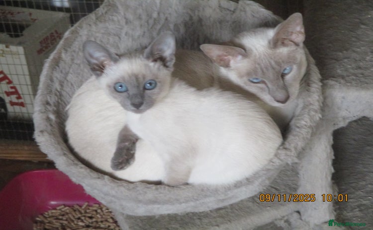 Siamese cats - Advert 1