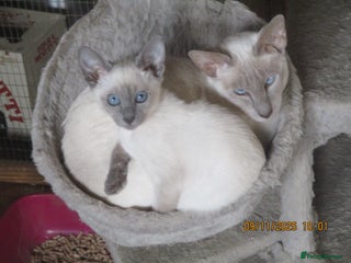 Siamese cats siamese blue point girl - Advert 15