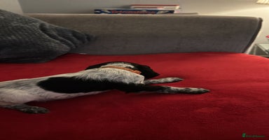 Cocker Spaniel dogs READY NOW LAST little GIRL COCKER SPANIEL PUPS - Advert 3