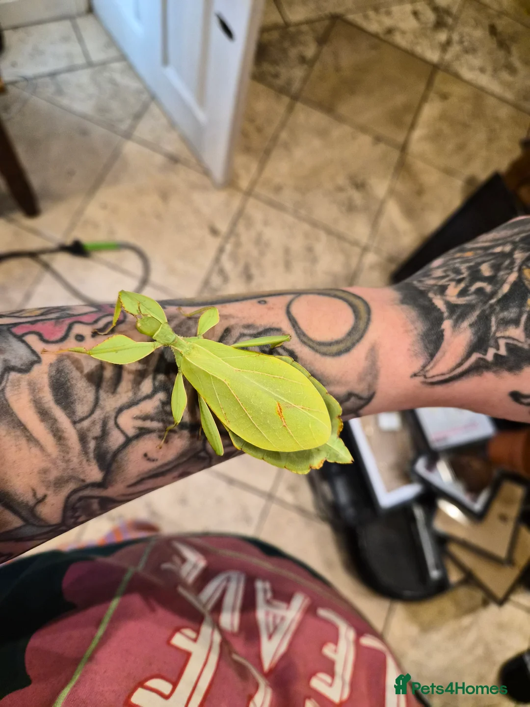 Stick Insects invertebrates for sale: Leaf Insect eggs - Advert 2