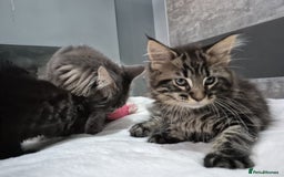 Maine Coon cats for sale: Stunning litter of maine coon kittens  - Advert 16