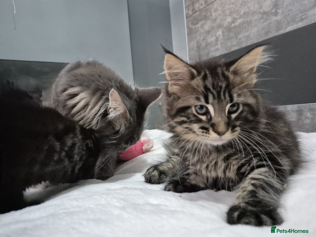 Maine Coon cats for sale: Stunning litter of maine coon kittens  - Advert 16