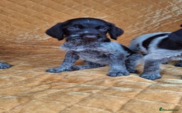 German Wirehaired Pointer dogs for sale: Quality German wirehaired pointer pups. - Image 25