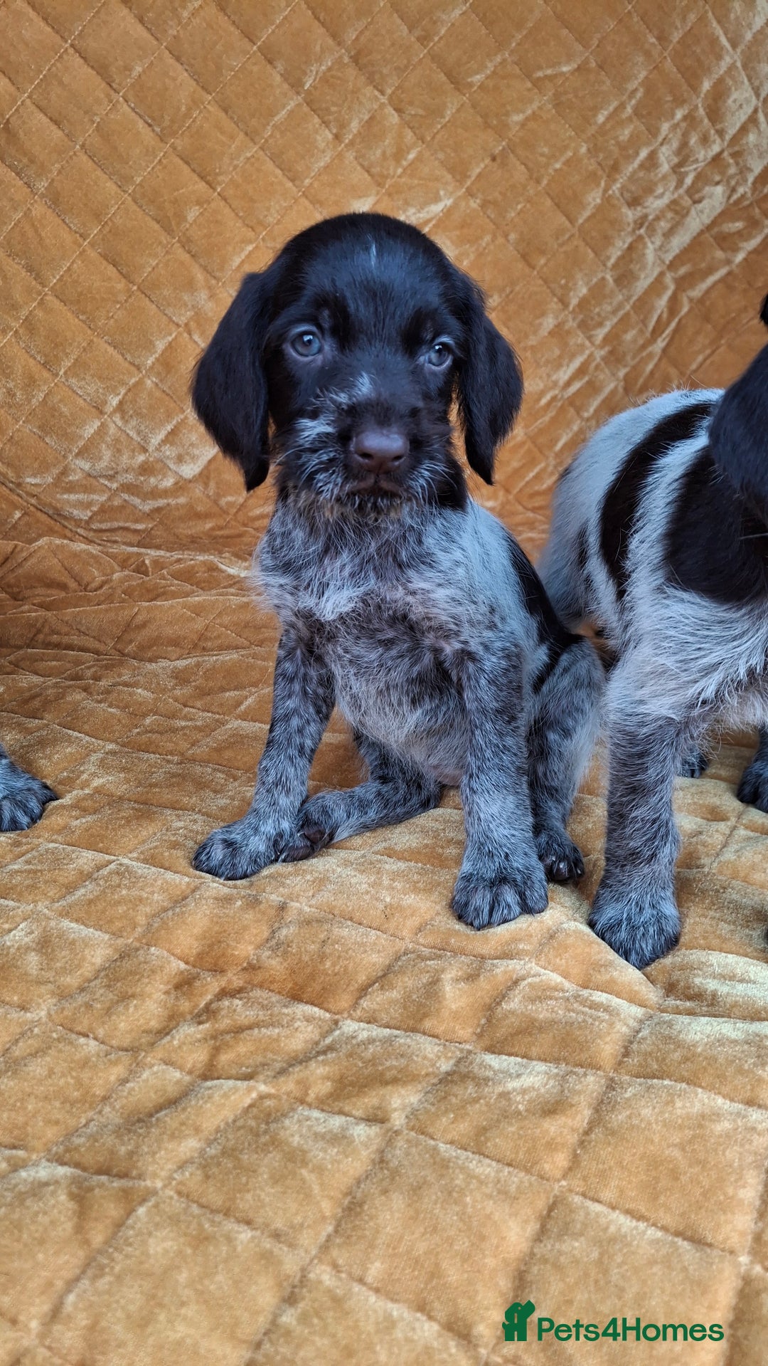 German Wirehaired Pointer dogs for sale: Quality German wirehaired pointer pups. - Image 25
