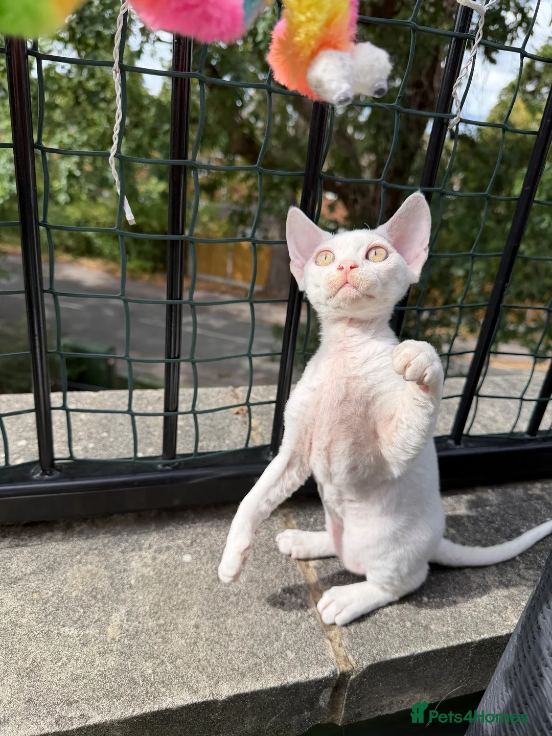 Devon Rex cats for sale:      🐾 Two Beautiful Devon Rex Kittens  - Advert 10