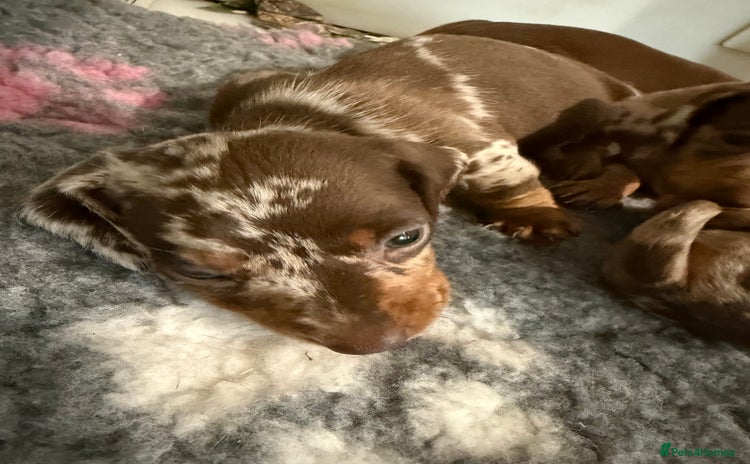 Miniature Dachshund dogs - Advert 6