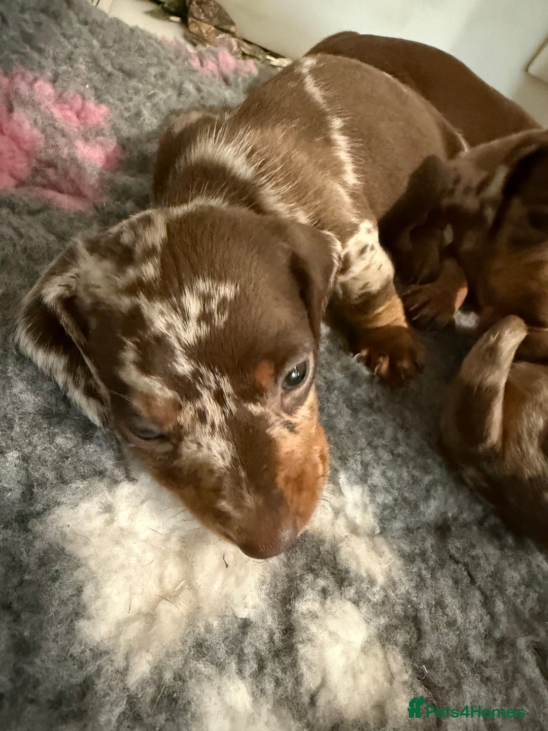 Miniature Dachshund dogs for sale: KC PRA chocolate dapple miniature dachunds  - Image 1