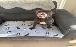 Staffordshire Bull Terrier dogs for sale: KC Registered Staffordshire Bull Terrier Puppies - Image 12