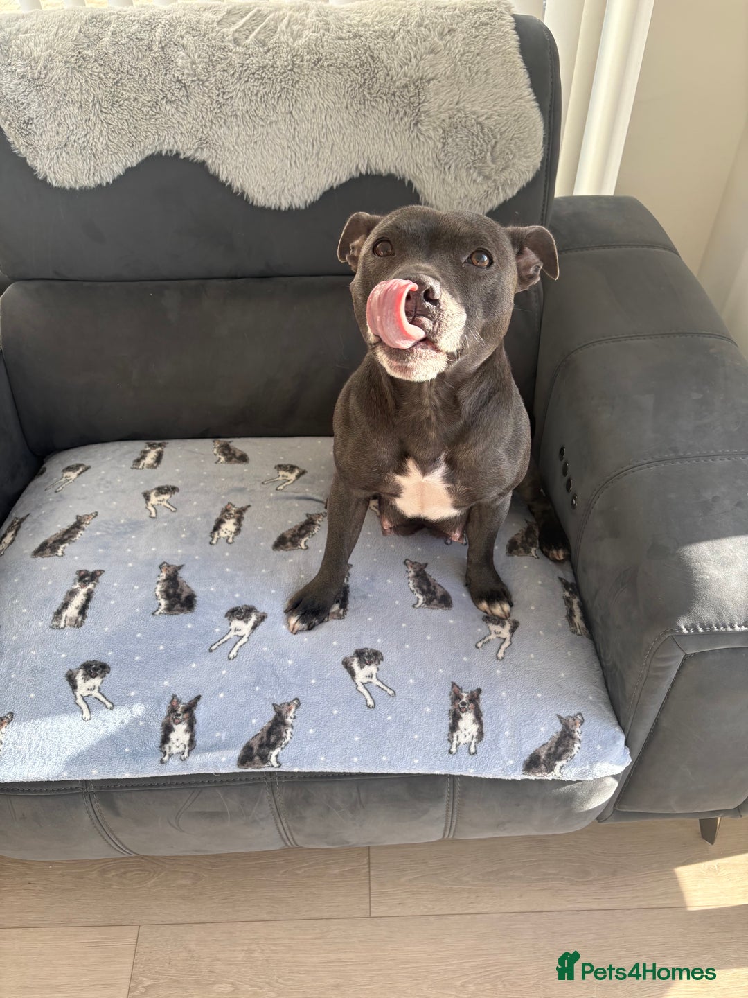 Staffordshire Bull Terrier dogs for sale: KC Registered Staffordshire Bull Terrier Puppies - Image 12