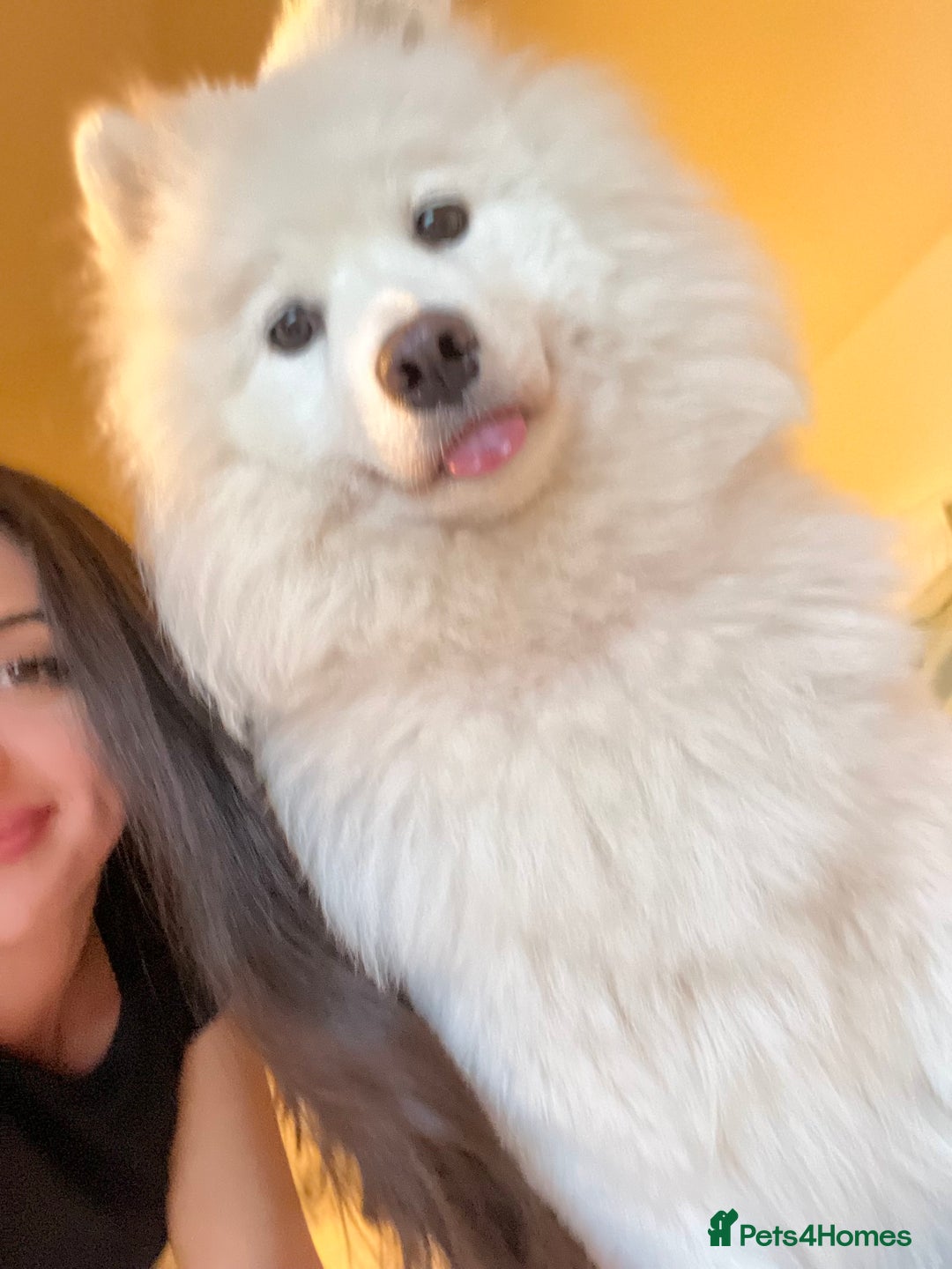 Samoyed dogs for sale: Beautiful Samoyed female  - Advert 2