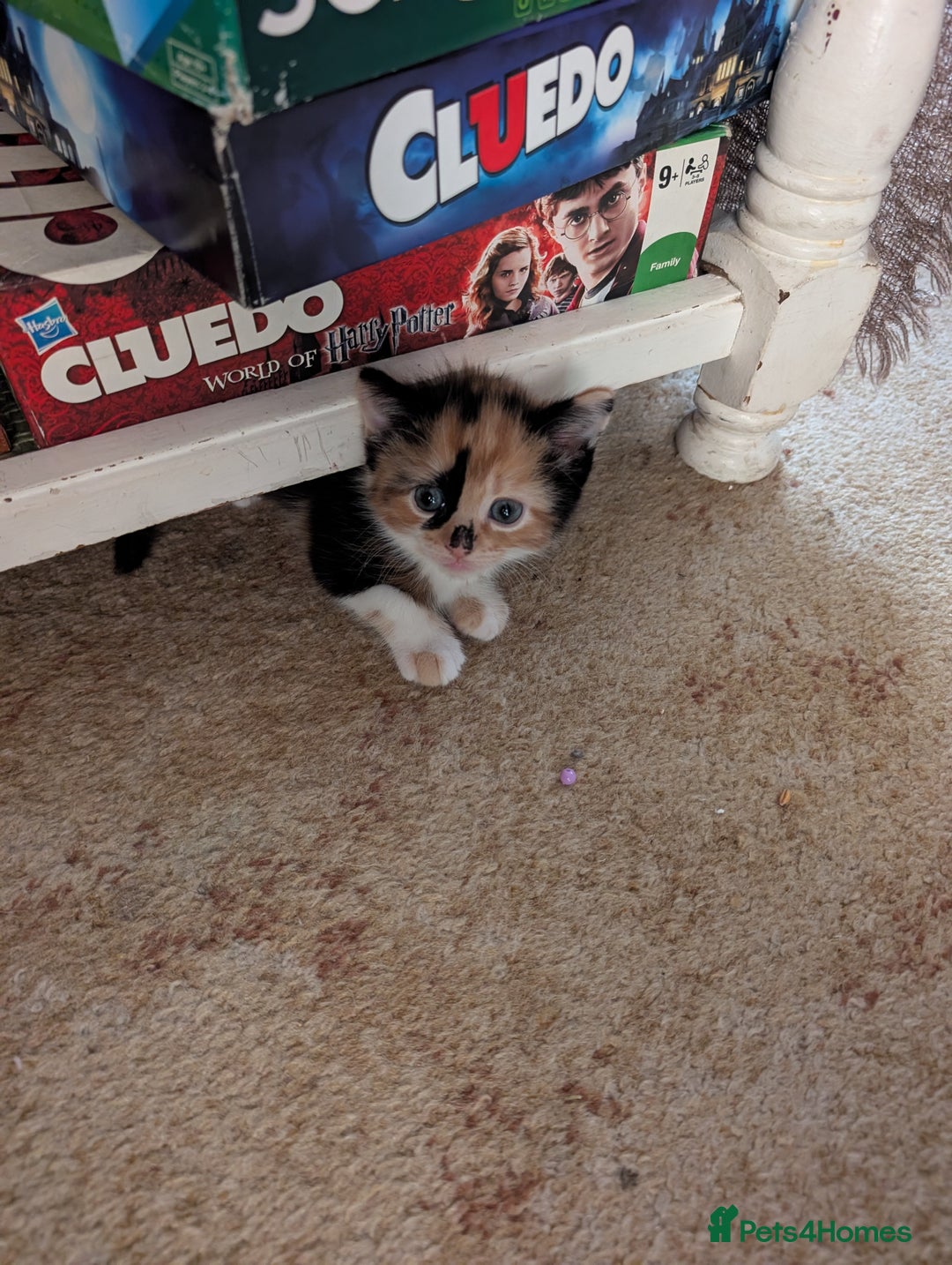 Mixed Breed cats for sale: 4 kittens looking for new home - Advert 10